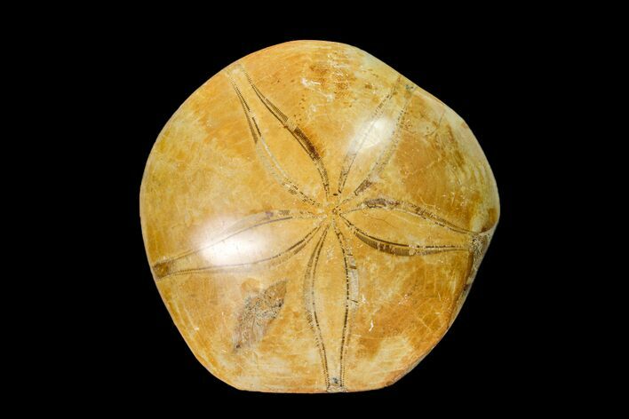 Polished Fossil Sand Dollar (Mepygurus) - Jurassic #158073